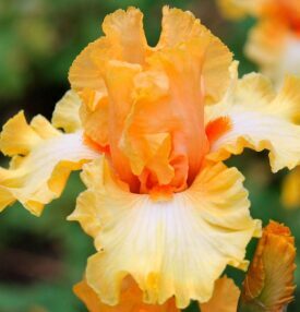 Īriss 'Orange Chariot'